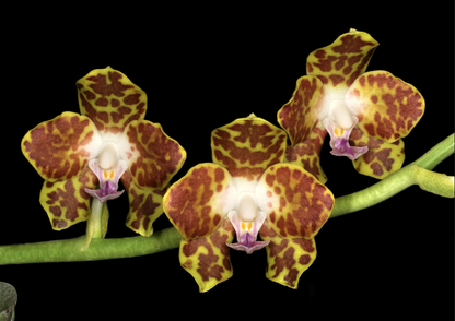 Vanda cristata x Phalaenopsis (Hygrochilus) parishii