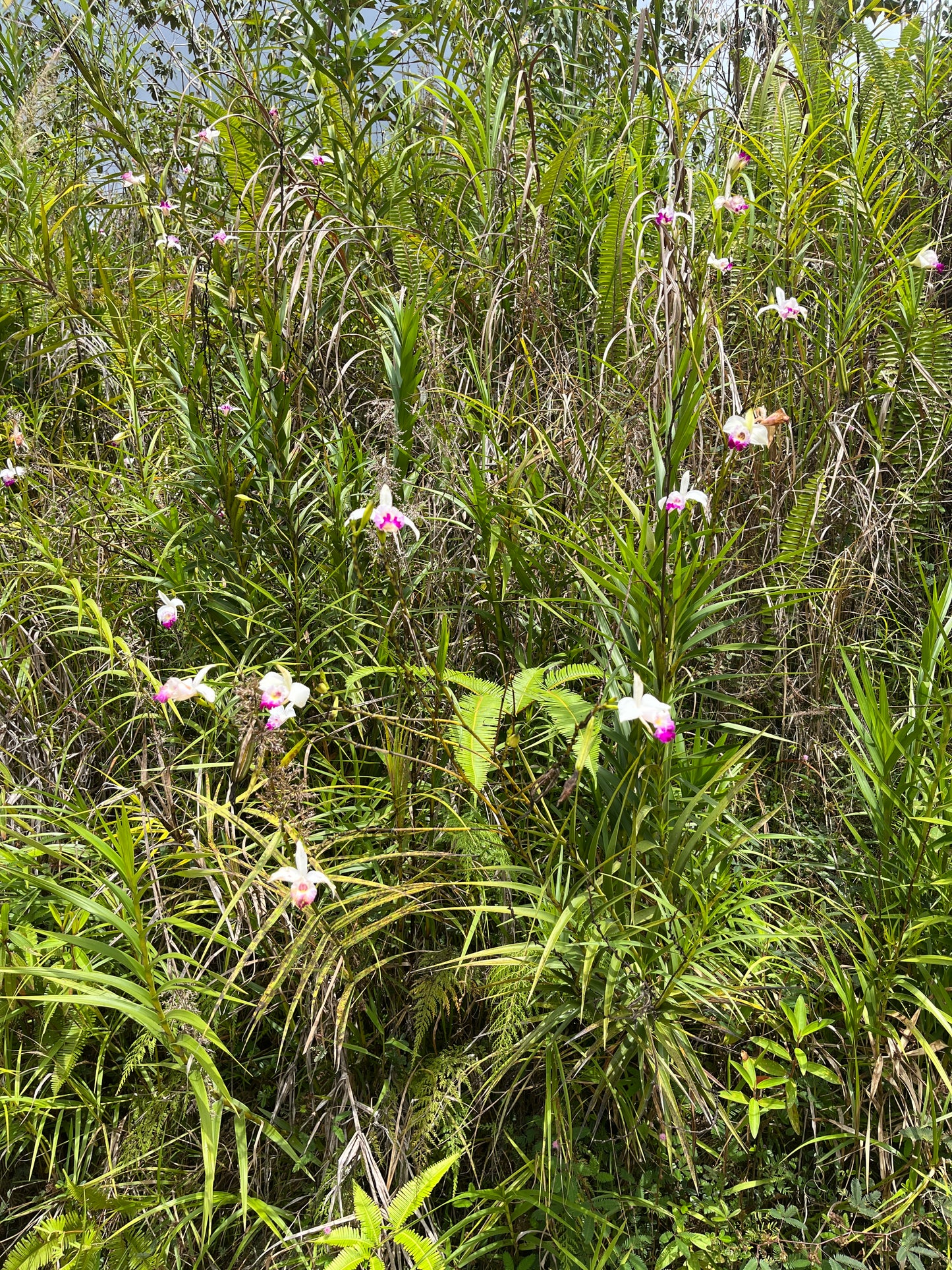 Arundina graminifolia