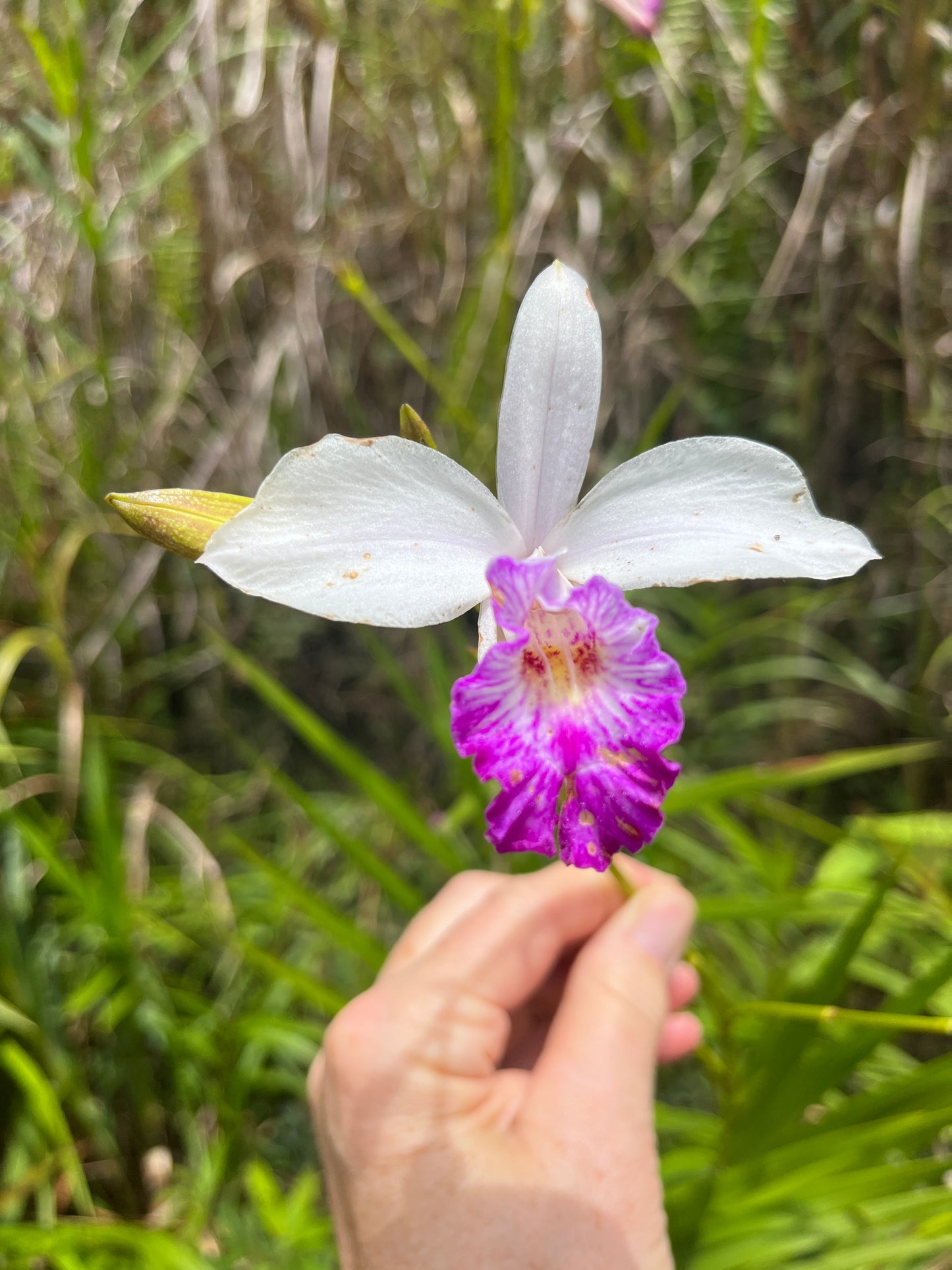 Arundina graminifolia