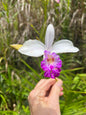 Arundina graminifolia