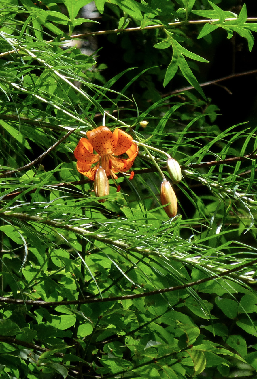 Lilium davidii