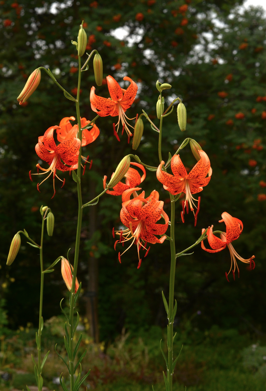 Lilium lancifolium