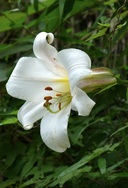 Lilium leucanthum