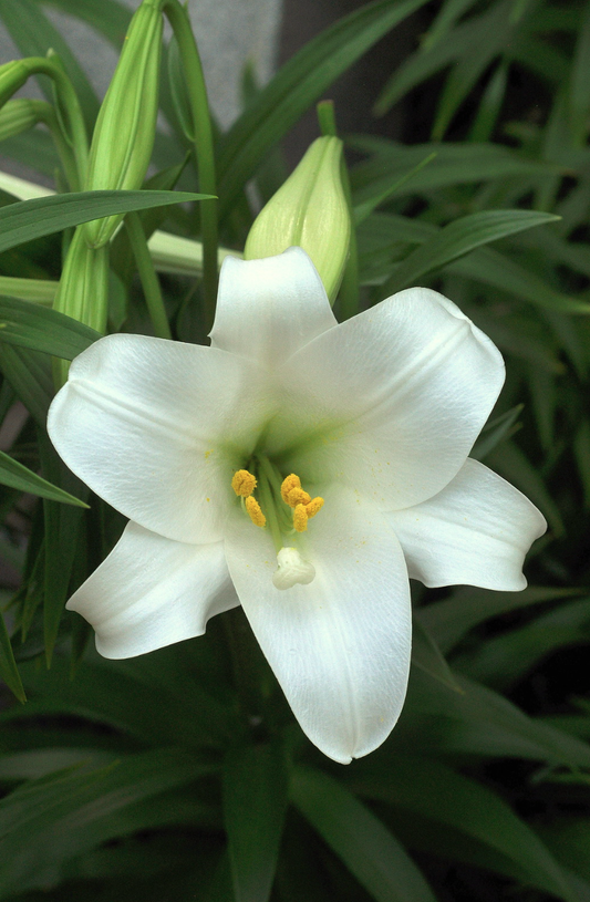 Lilium longiflorum