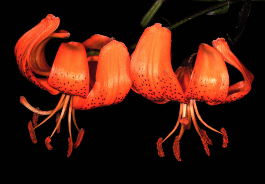 Lilium pumilum