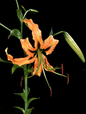 Lilium rosthornii