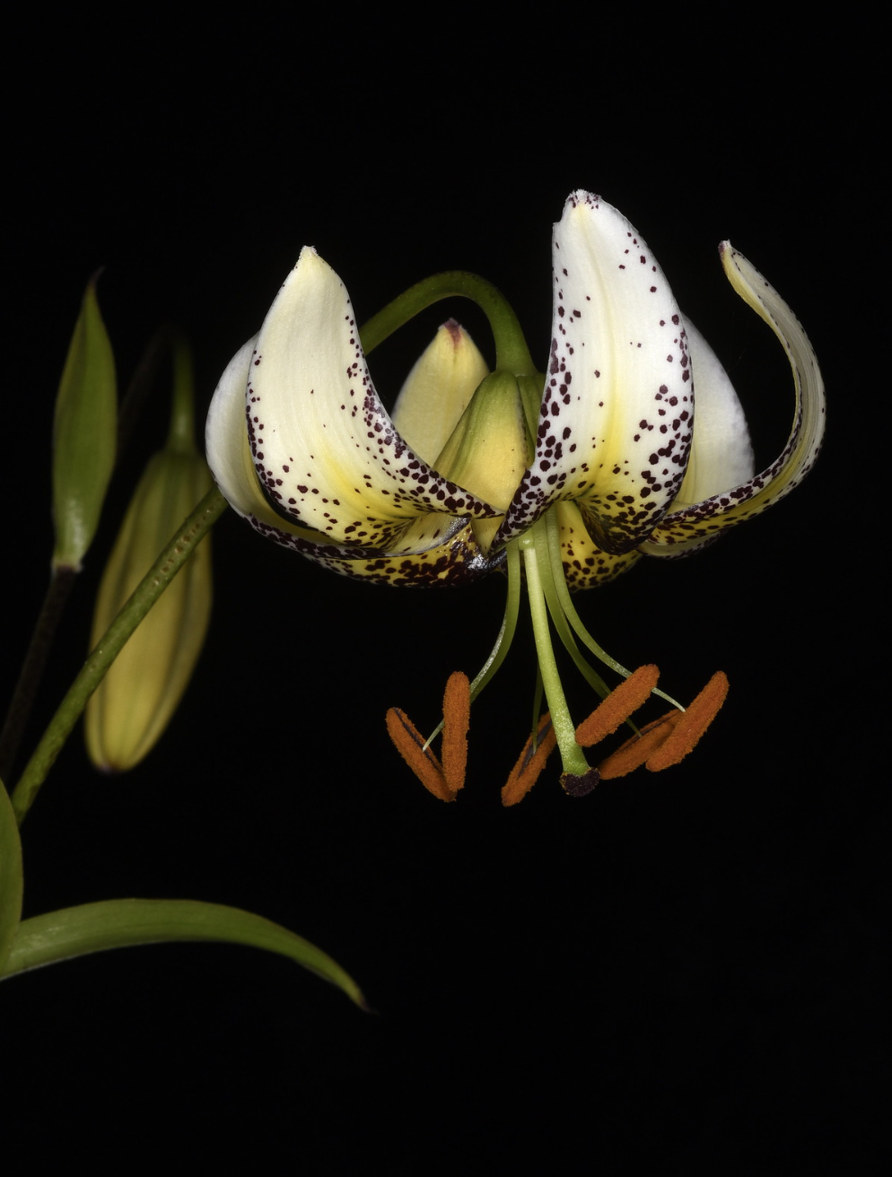 Lilium taliense