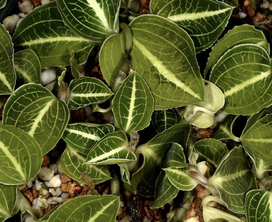 Ludisia discolor (alba form)