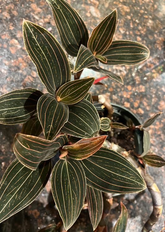 Ludisia discolor (dark form)