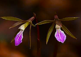 Nervilia infundibulifolia