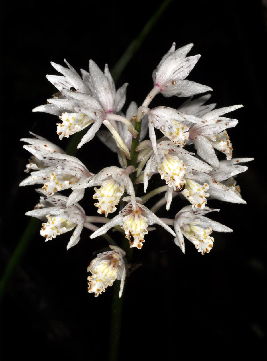 Oreorchis fargesii