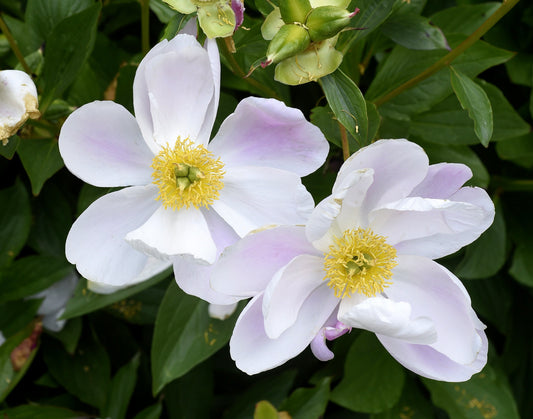 Paeonia lactiflora