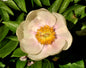 Paeonia obovata