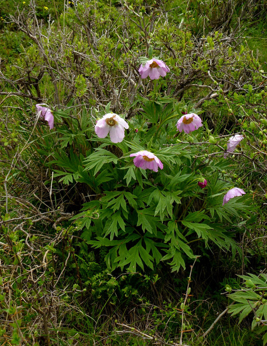 Paeonia veitchii var. woodwardii