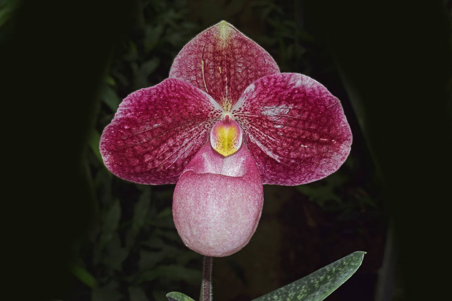 Paphiopedilum Kevin Porter (micranthum x bellatulum)