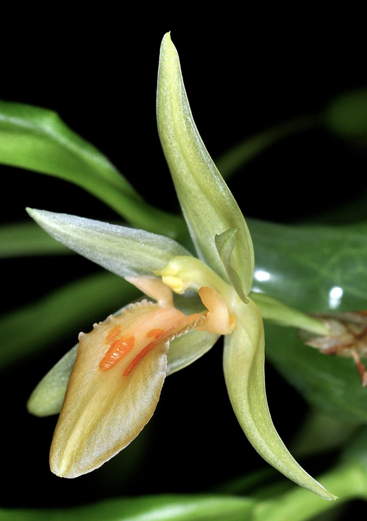 Panisea uniflora