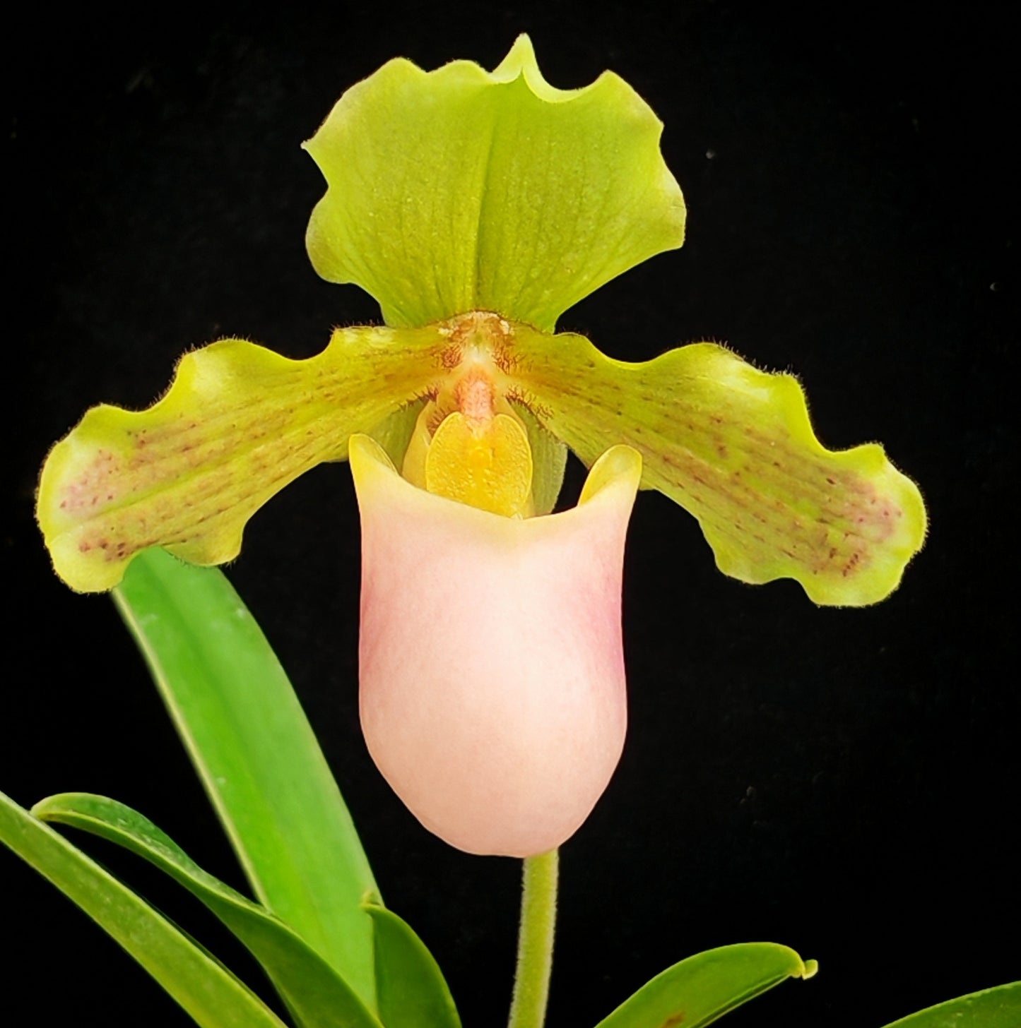 Paphiopedilum henryanum f. christae