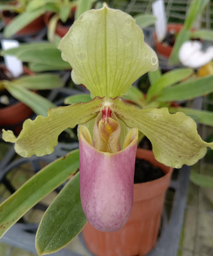 Paphiopedilum henryanum f. christae