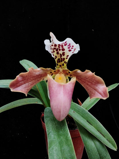 Paphiopedilum New Vietenryanum（henryanum x gratrixianum var. daoense）