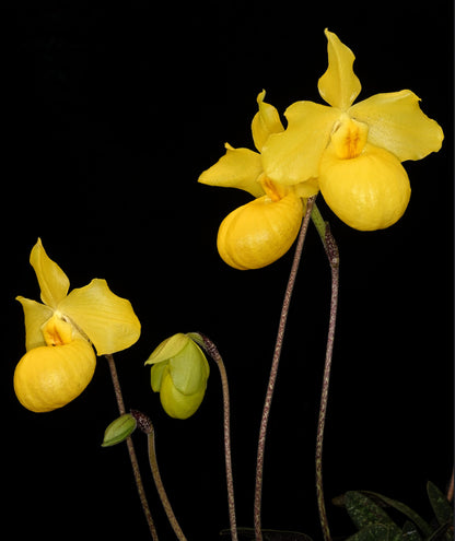 Paphiopedilum armeniacum