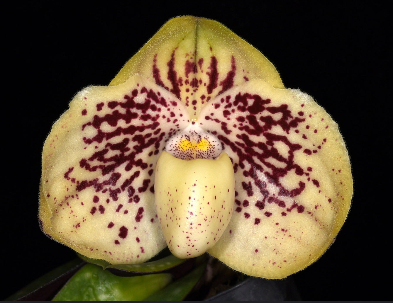 Paphiopedilum godefroyae