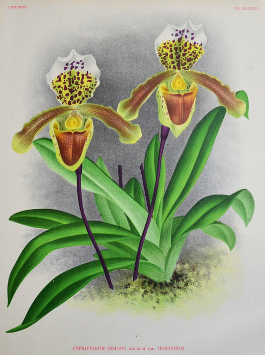 Paphiopedilum insigne `Montanum Aureum’