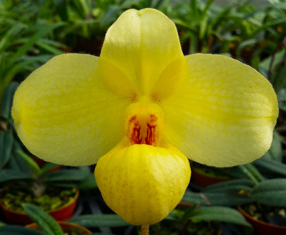 Paphiopedilum Franz Glanz Select