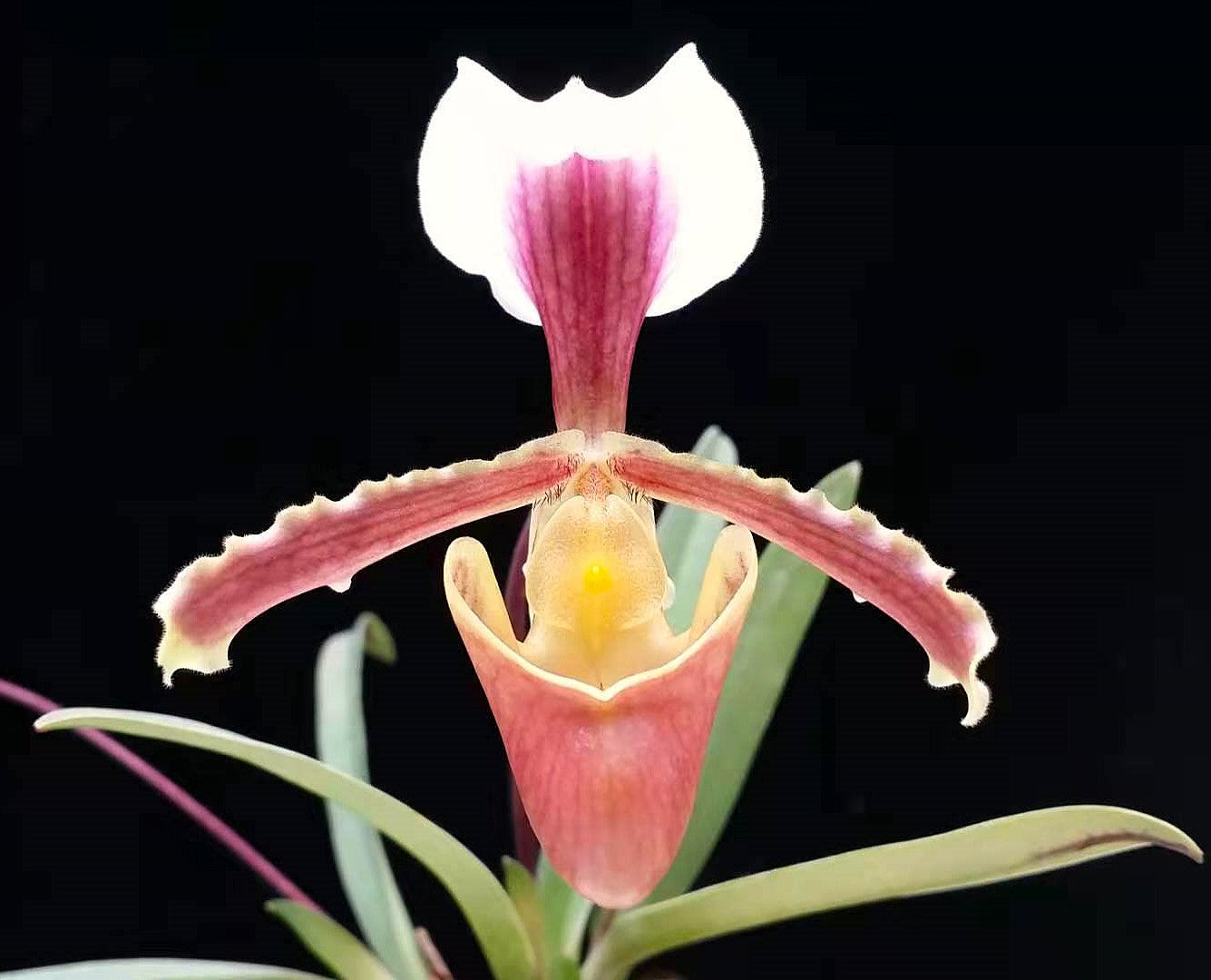 Paphiopedilum barbigerum v. coccineum