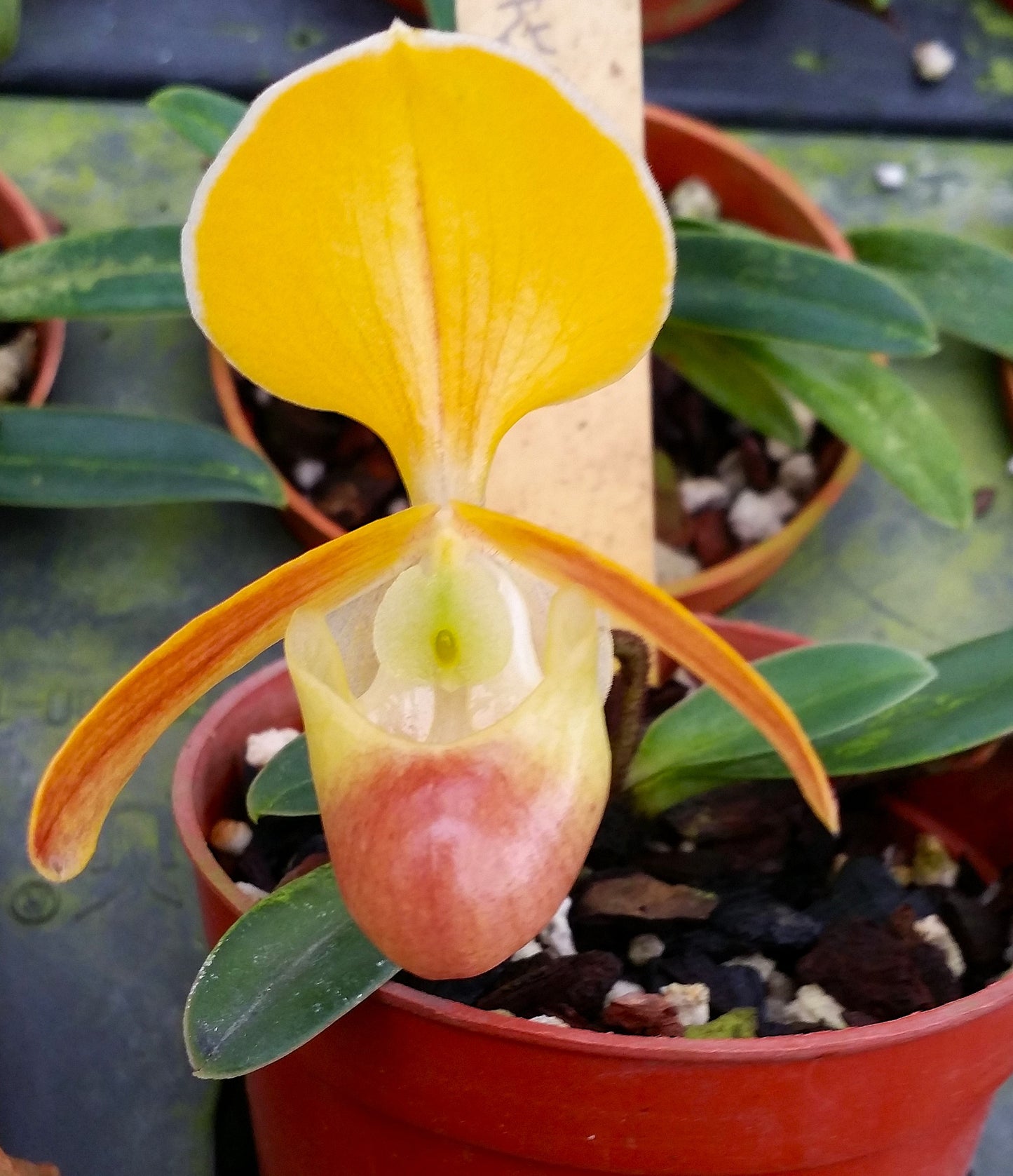 Paphiopedilum helenae