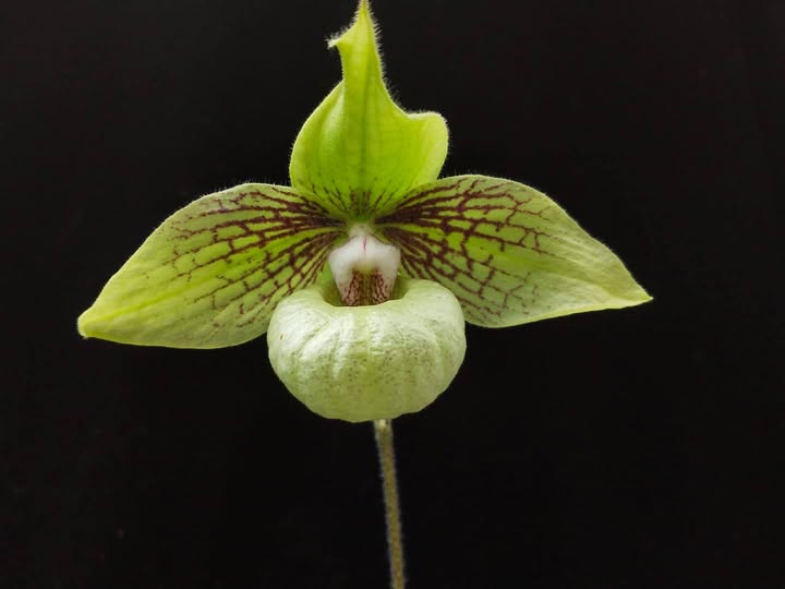 Paphiopedilum Jackii