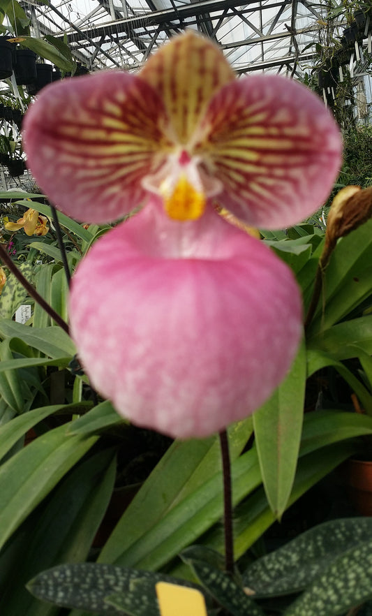 Paphiopedilum micranthum var. micranthum