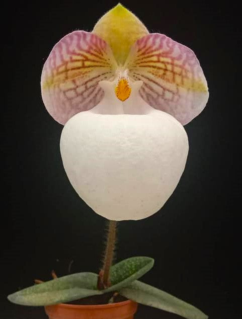 Paphiopedilum micranthum var. eburneum