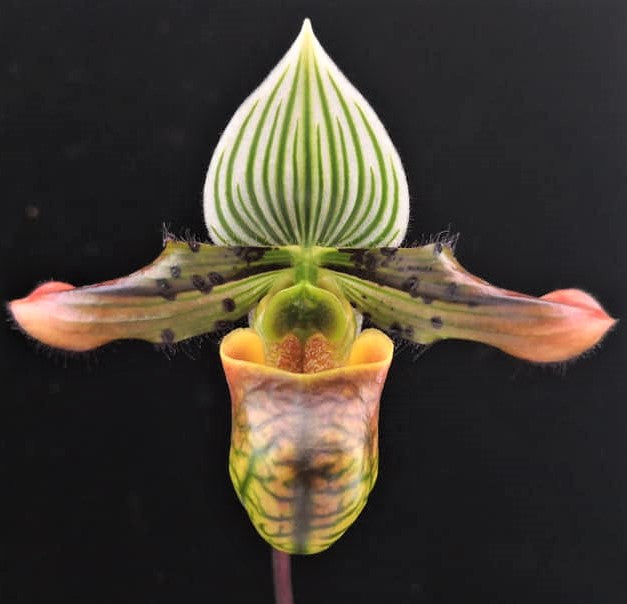 Paphiopedilum venustum