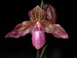 Paphiopedilum Gloria Naugle （micranthum x rothschildianum）