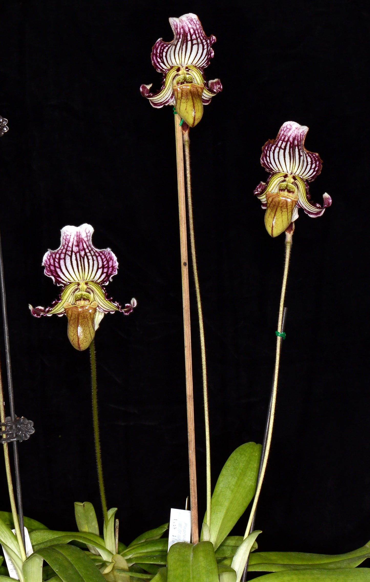 Paphiopedilum fairrieanum