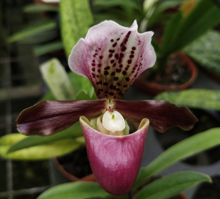 Paphiopedilum Doll's Kobold 