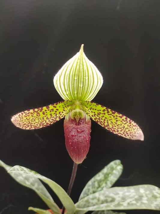 Paphiopedilum Double Deception