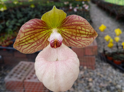 Paphiopedilum Fanaticum