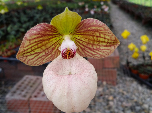 Paphiopedilum Fanaticum