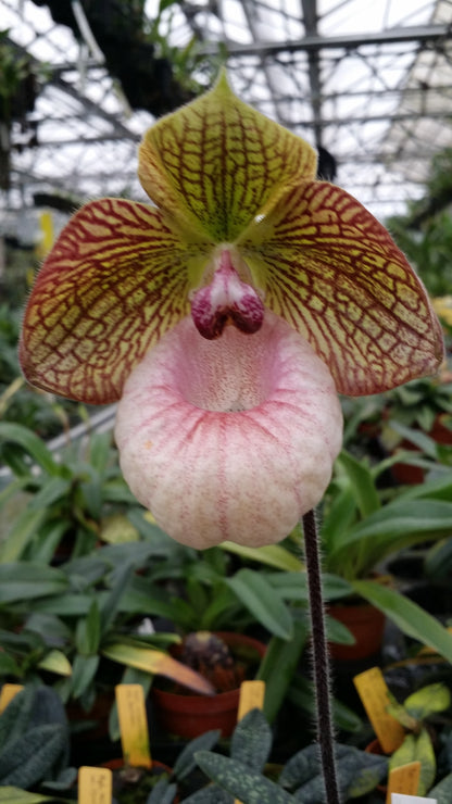 Paphiopedilum Fanaticum