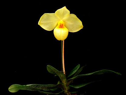 Paphiopedilum Franz Glanz Select