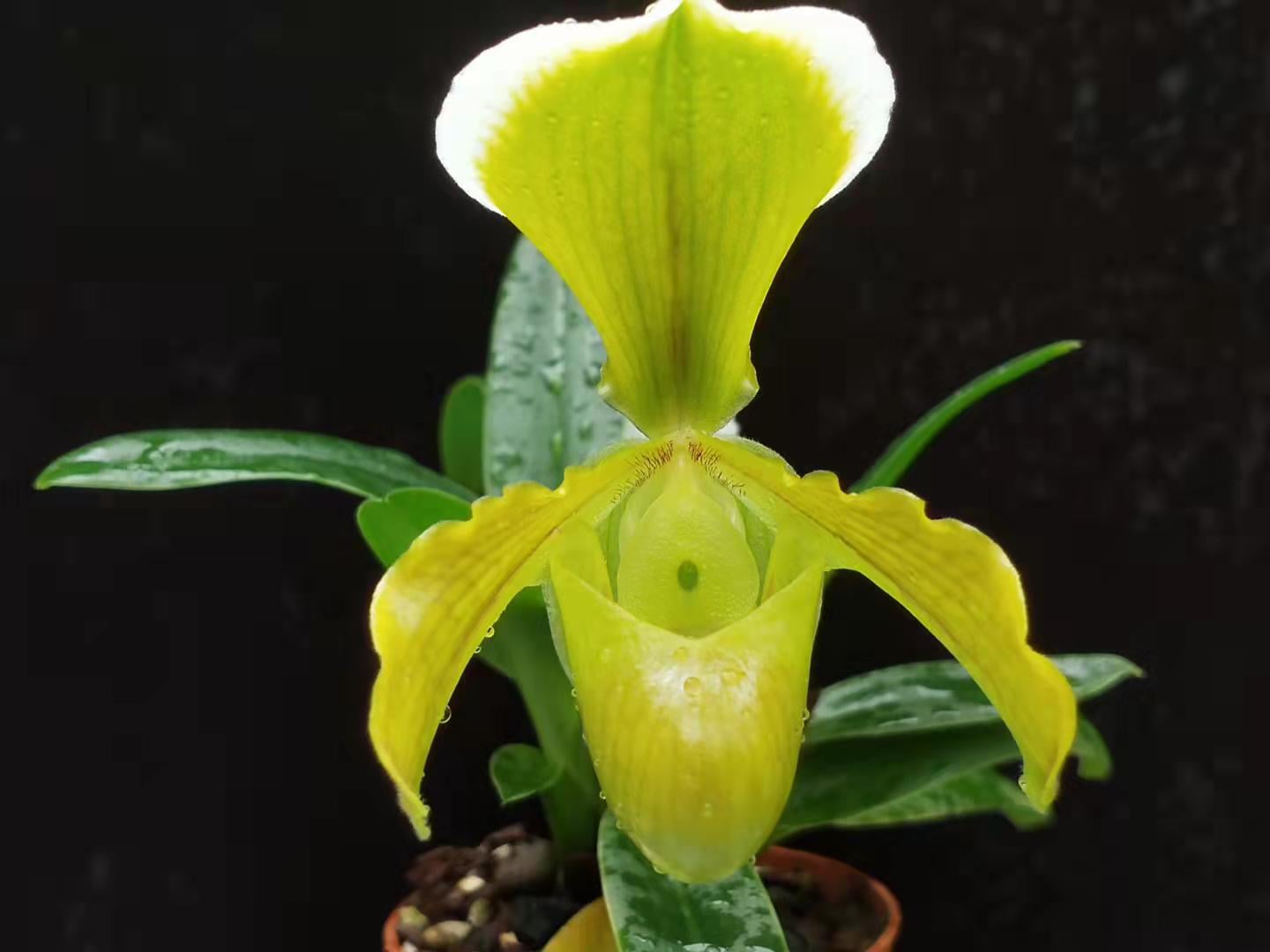 Paphiopedilum Hengduan Grace Helen