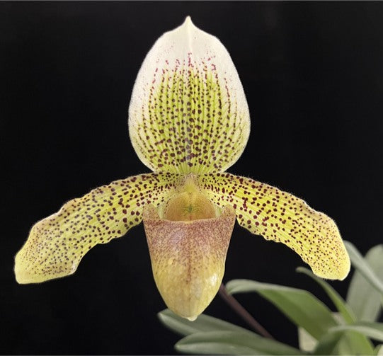 Paphiopedilum Hengduan Snake Charmer