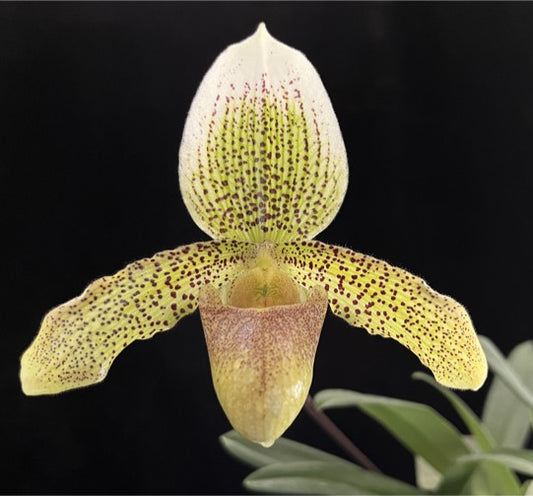 Paphiopedilum Hengduan Snake Charmer