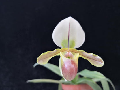 Paphiopedilum Hengduan Grace Helen