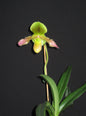 Paphiopedilum Max Sandbichler