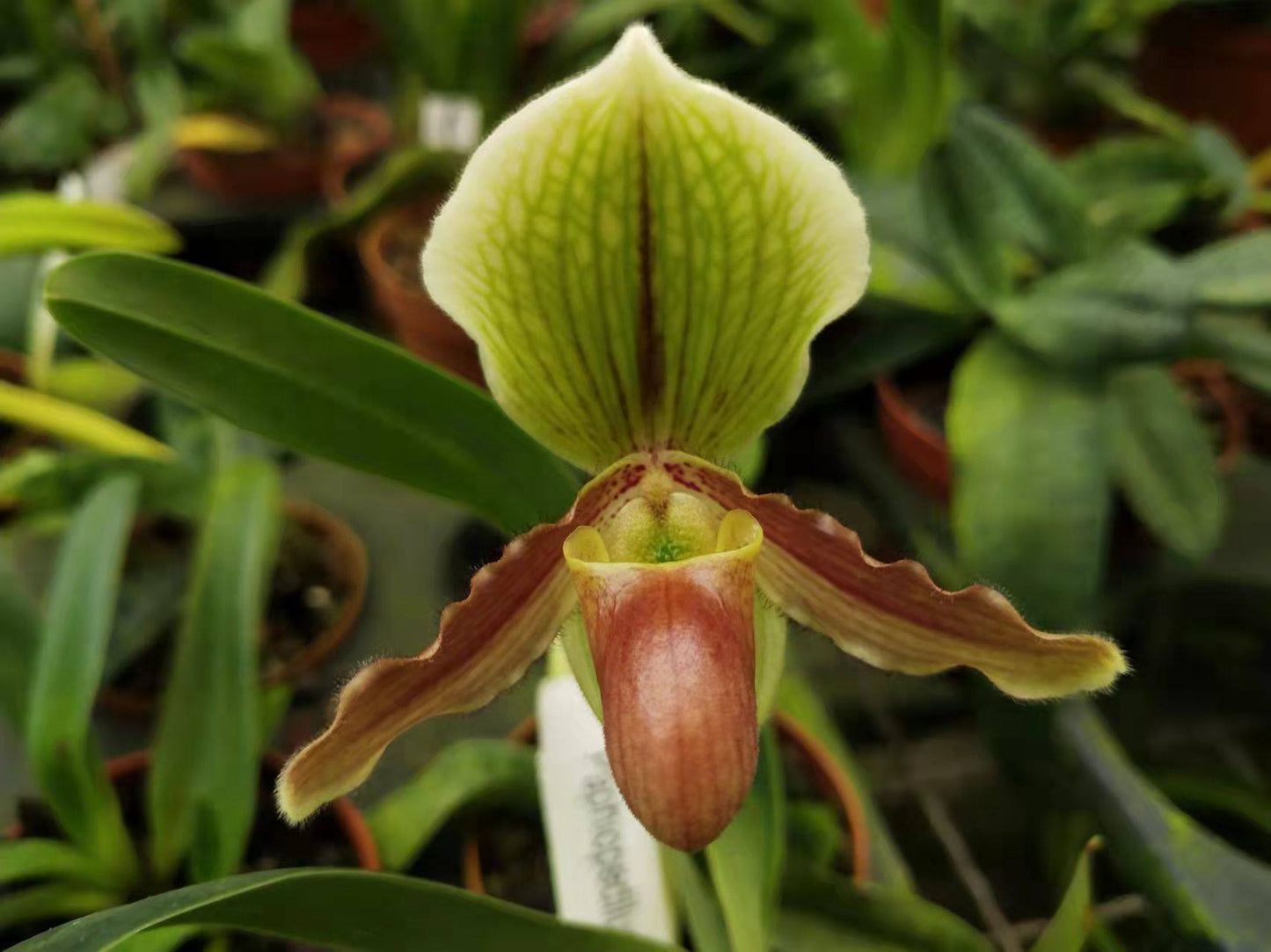 Paphiopedilum Reinier (helenae x fairrieanum)