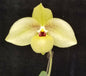 Paphiopedilum Shun-Fa Golden (hangianum x malipoense)