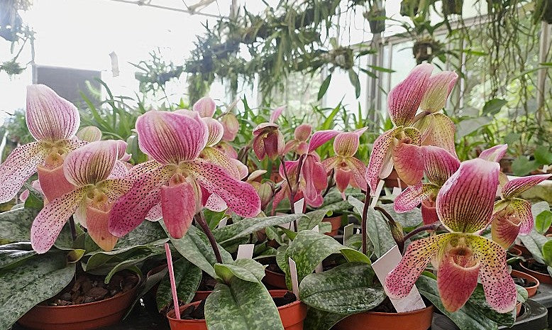 Paphiopedilum Wottonii