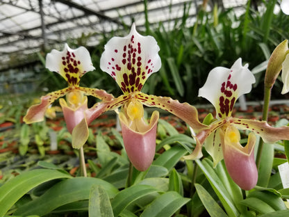 Paphiopedilum New Vietenryanum（henryanum x gratrixianum var. daoense）